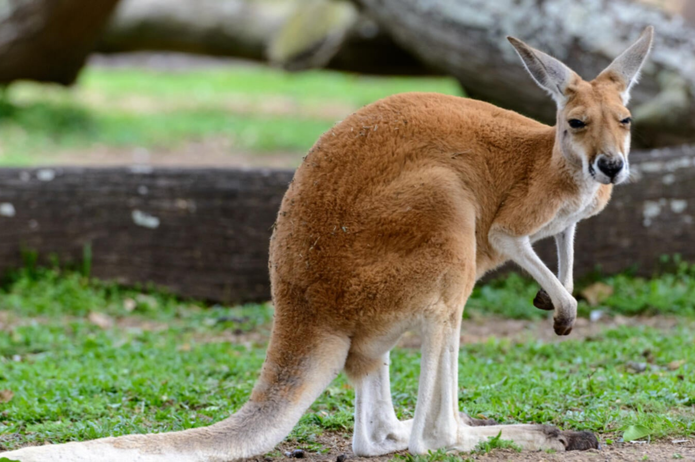 Kangaroo vao nha dan an vung, dam chu nha nhap vien hinh anh
