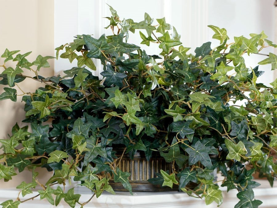 Cay canh may man,  tot cho suc khoe anh 2