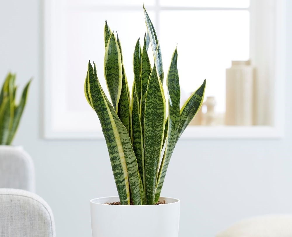 Cay canh may man,  tot cho suc khoe anh 4