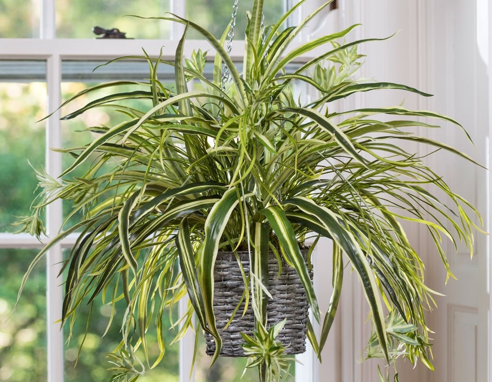 Cay canh may man,  tot cho suc khoe anh 5