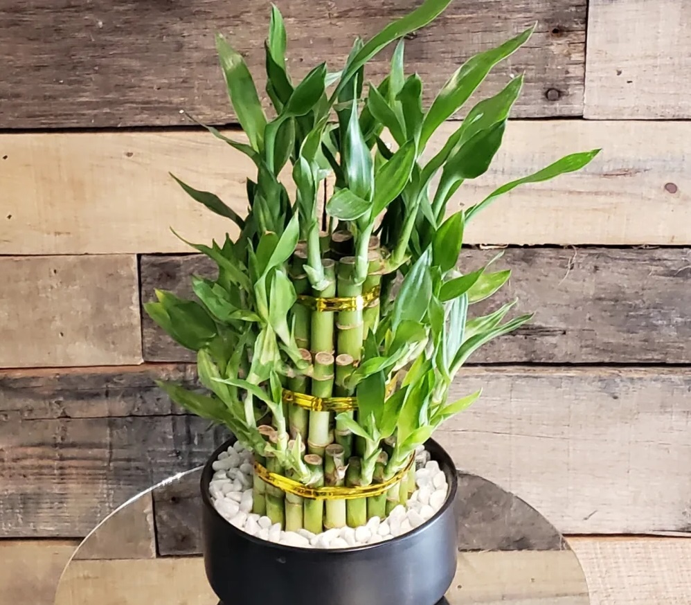 Cay canh may man,  tot cho suc khoe anh 6