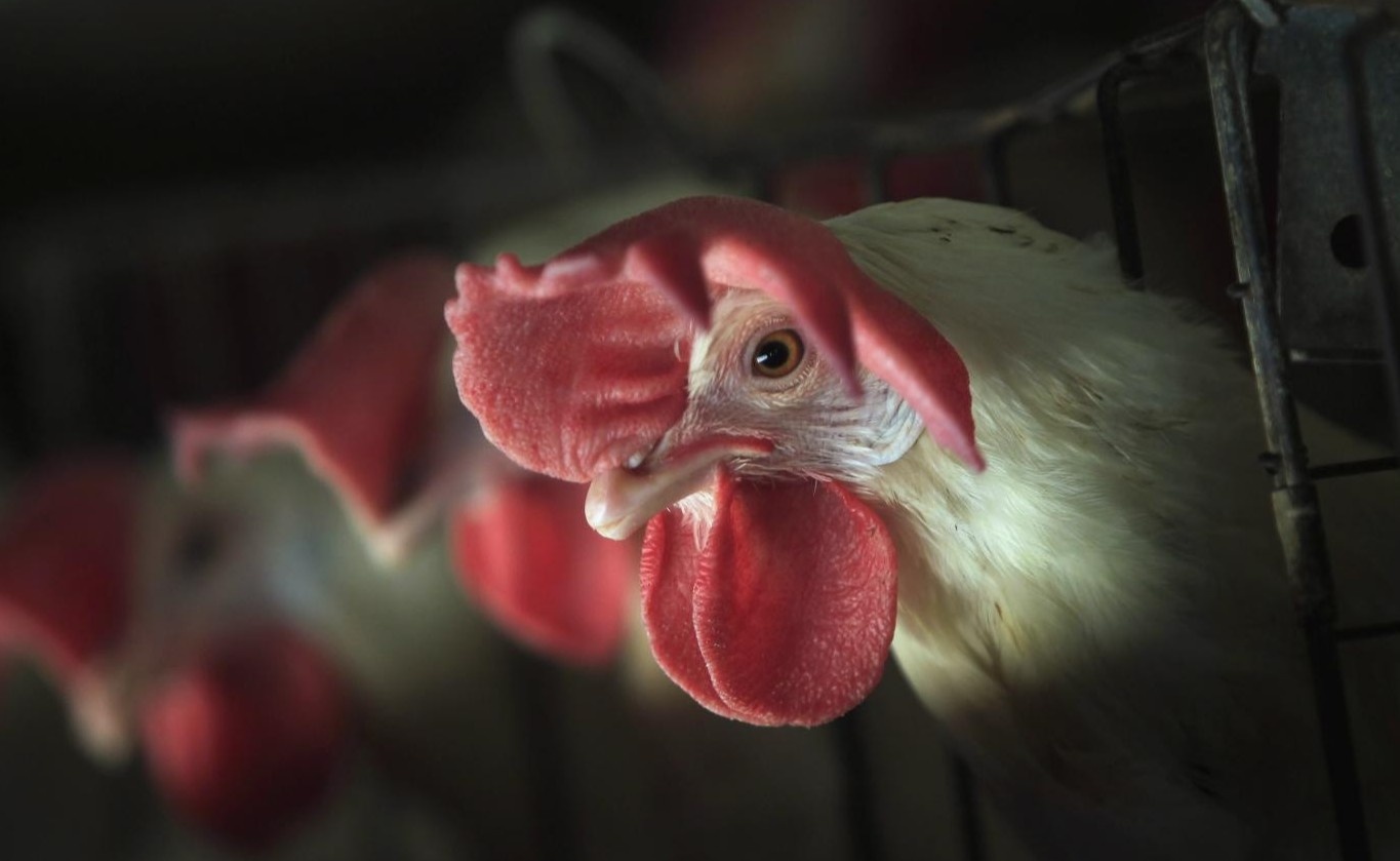 Chim hoang da co the la nguyen nhan gay cum gia cam o Trung Quoc hinh anh