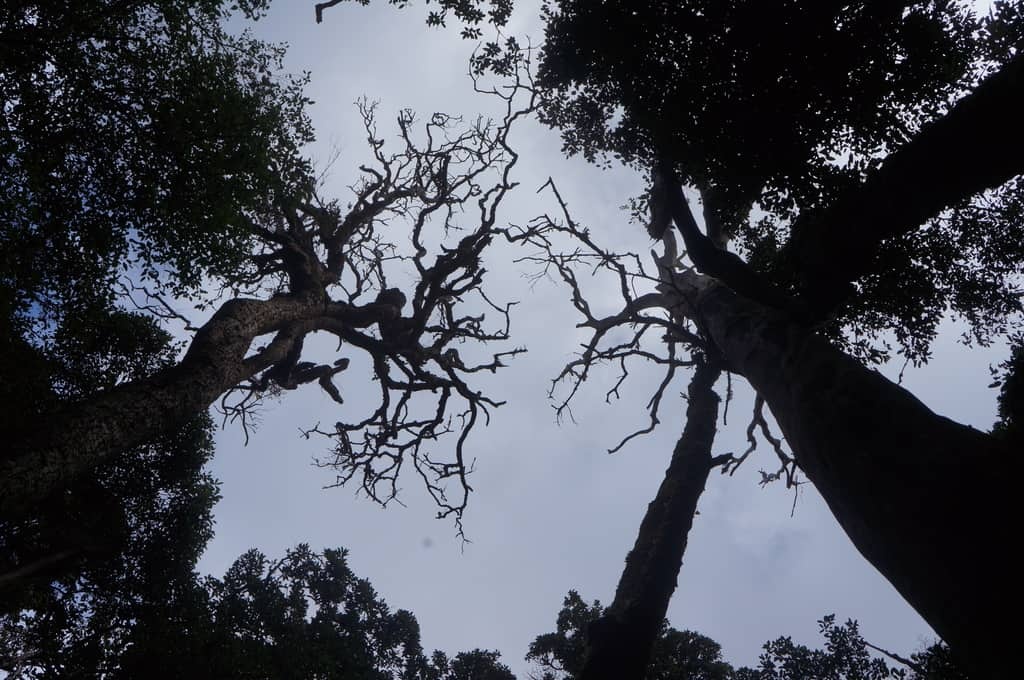 Tai sao khong nen ngu duoi goc cay ban dem? hinh anh