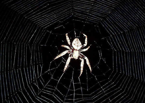 Tai sao loai nhen khong bi dinh vao mang cua chung? hinh anh