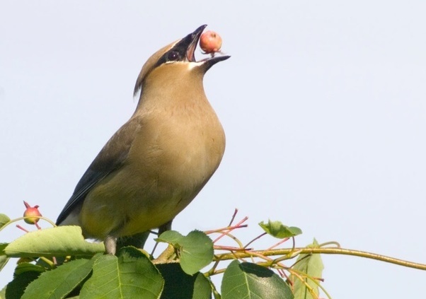Tai sao loai chim can trong luc de nuot thuc an? hinh anh