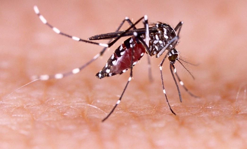 Ha Noi: So ca sot xuat huyet tang nhanh, 3 o dich phuc tap hinh anh