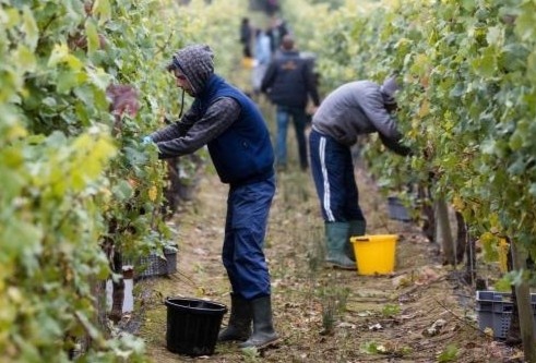 73 nguoi tai mot nong trai o Anh nhiem SARS-CoV-2 hinh anh