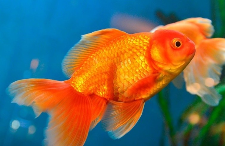 Loai ca uong nuoc nhu the nao? hinh anh