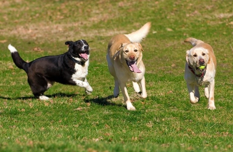 Nhung loai dong vat co the du doan thien tai hinh anh