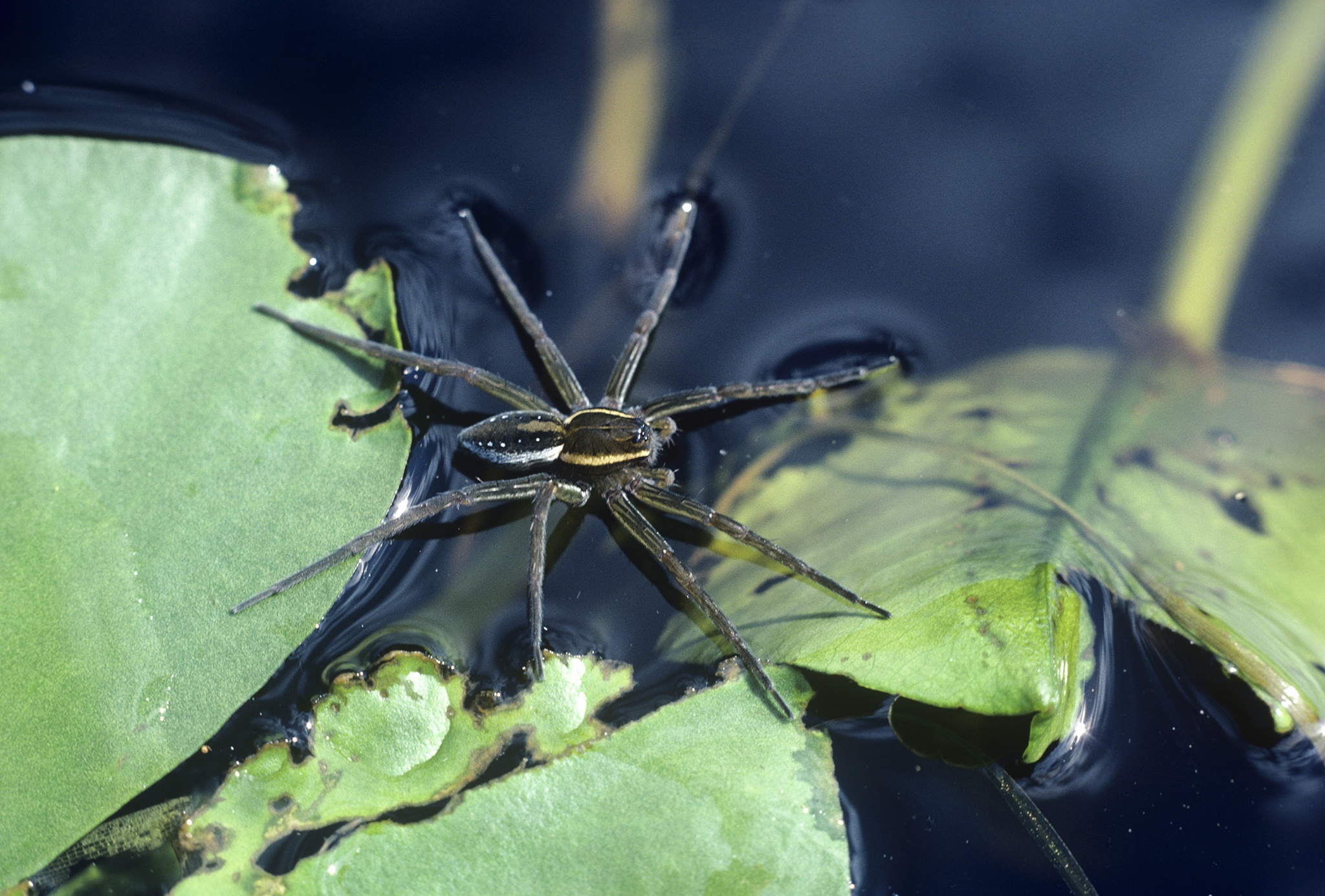 Loai vat nao co the di tren mat nuoc? hinh anh