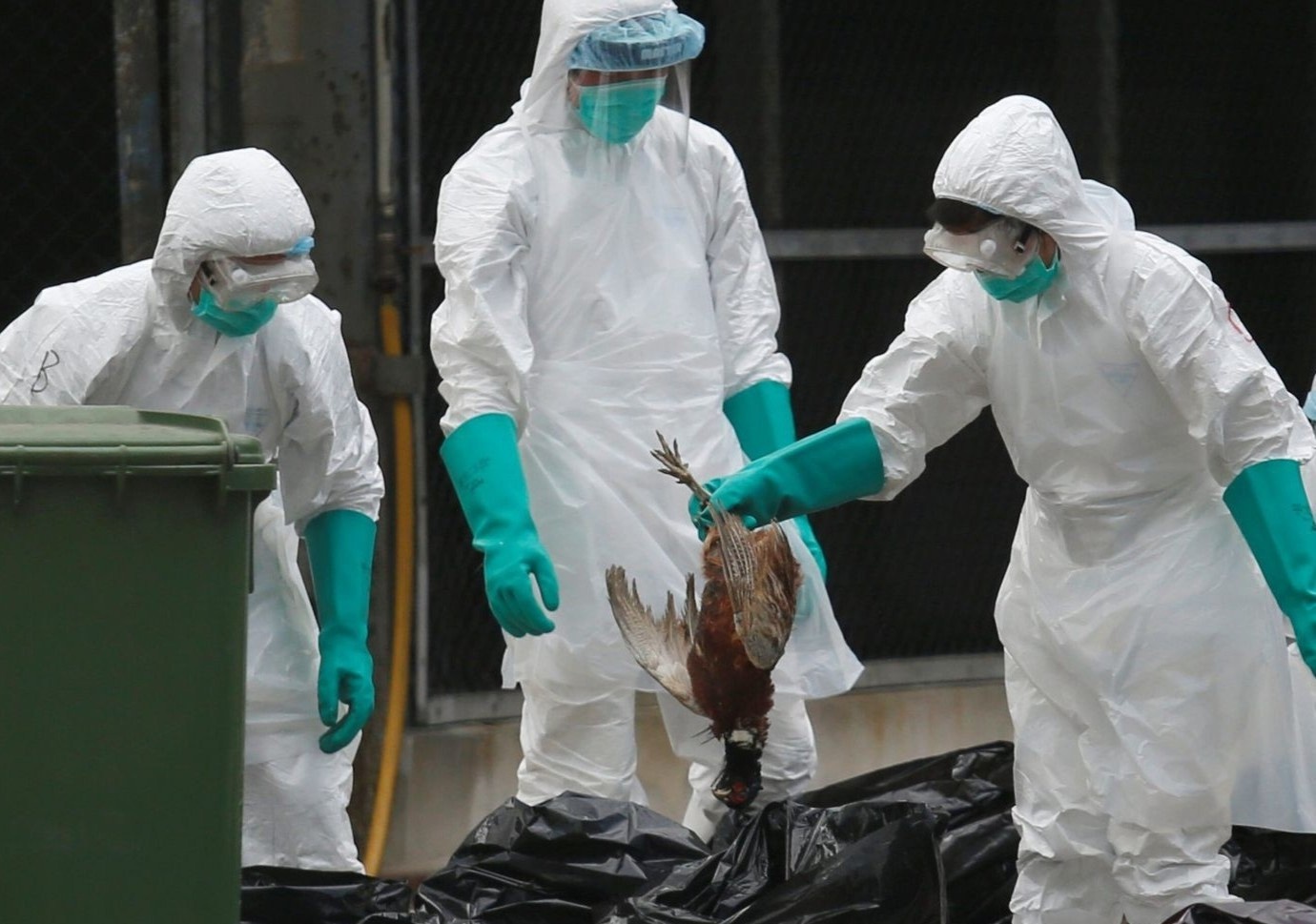 7 can benh lay truyen tu dong vat sang nguoi hinh anh