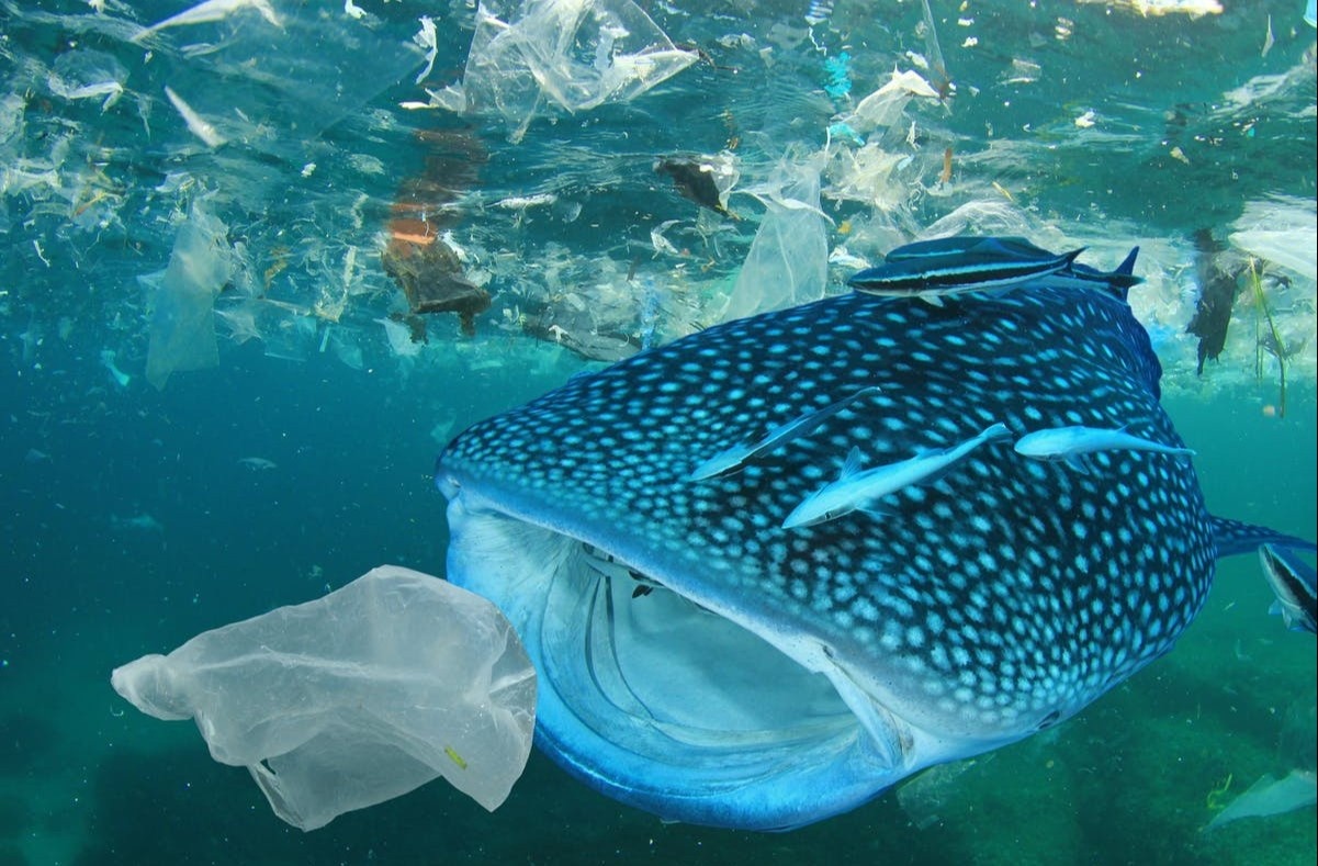 Ly do ca nham tuong rac thai nhua la thuc an hinh anh