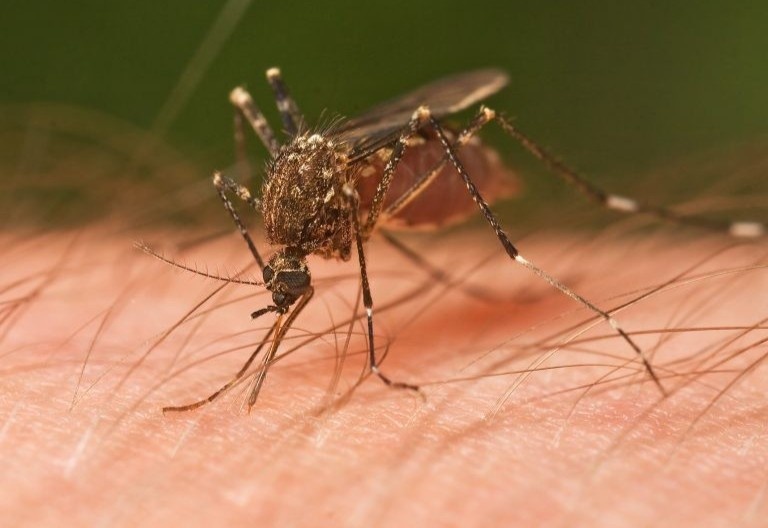 My canh bao can benh nguy hiem do muoi gay ra hinh anh