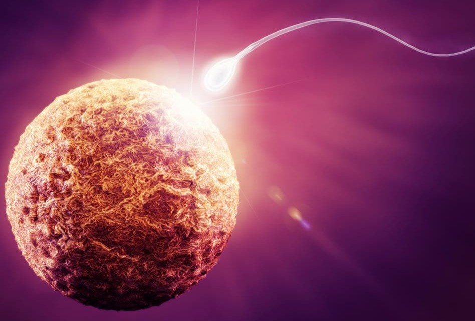 Dieu gi xay ra vao khoanh khac trung gap tinh trung? hinh anh