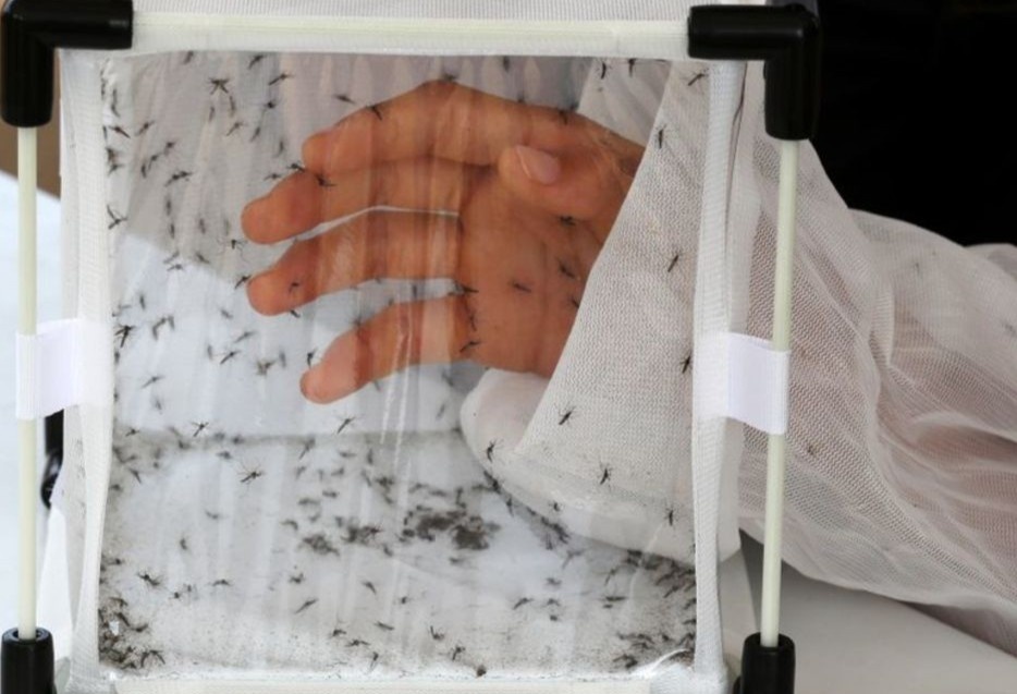 Phat hien moi lien quan giua sot xuat huyet va Covid-19 hinh anh