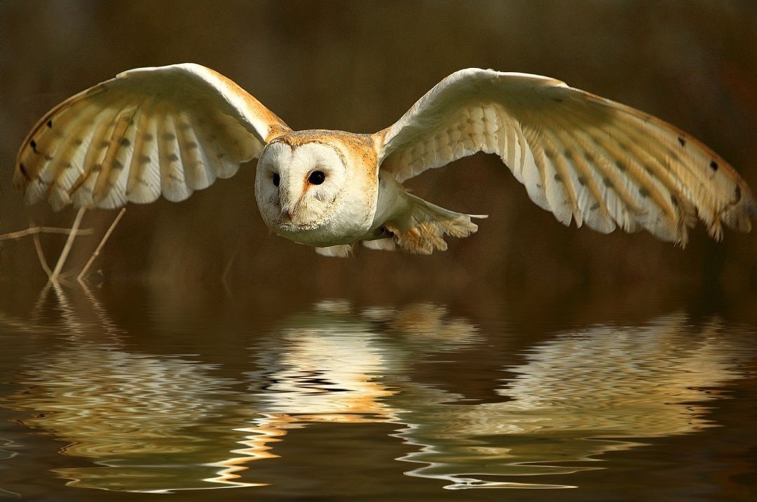 Loai chim bay khong gay tieng dong hinh anh