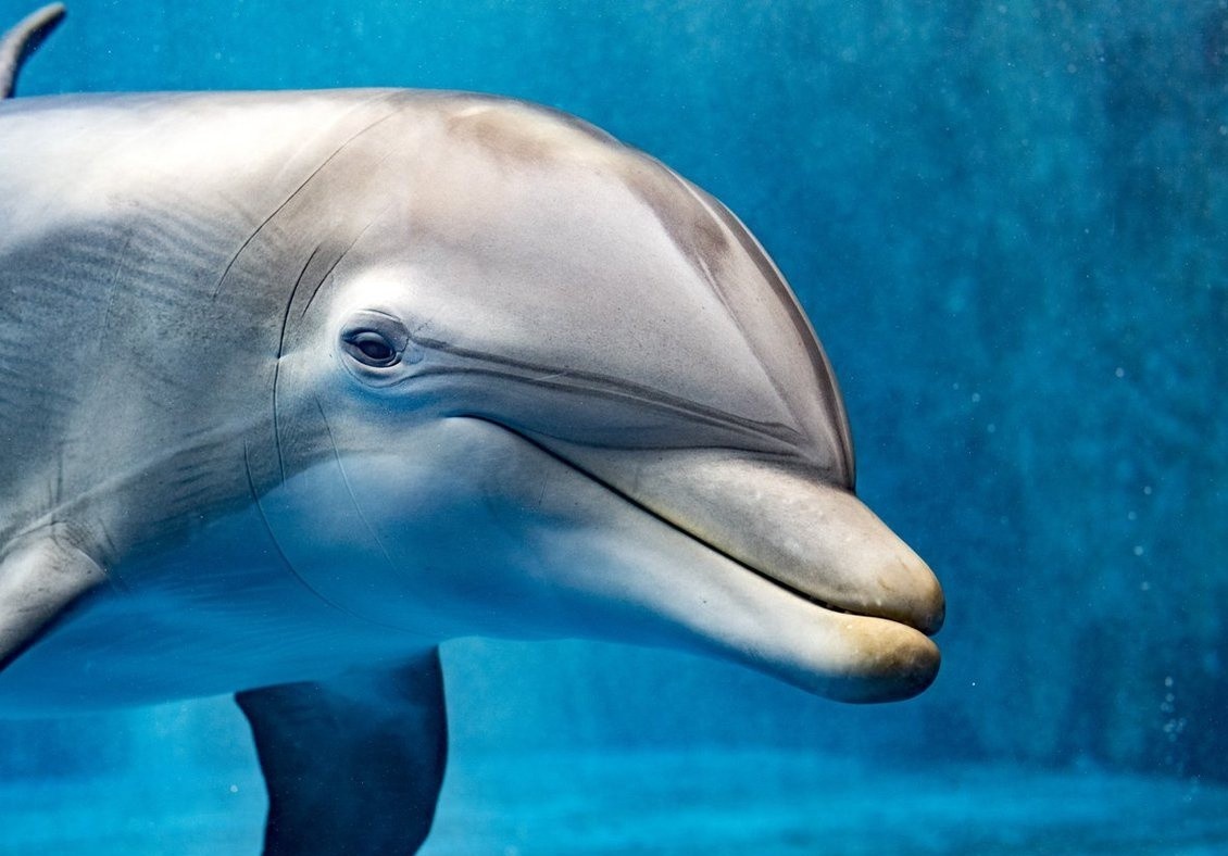 Ly do ca heo chi nham mot mat khi ngu hinh anh