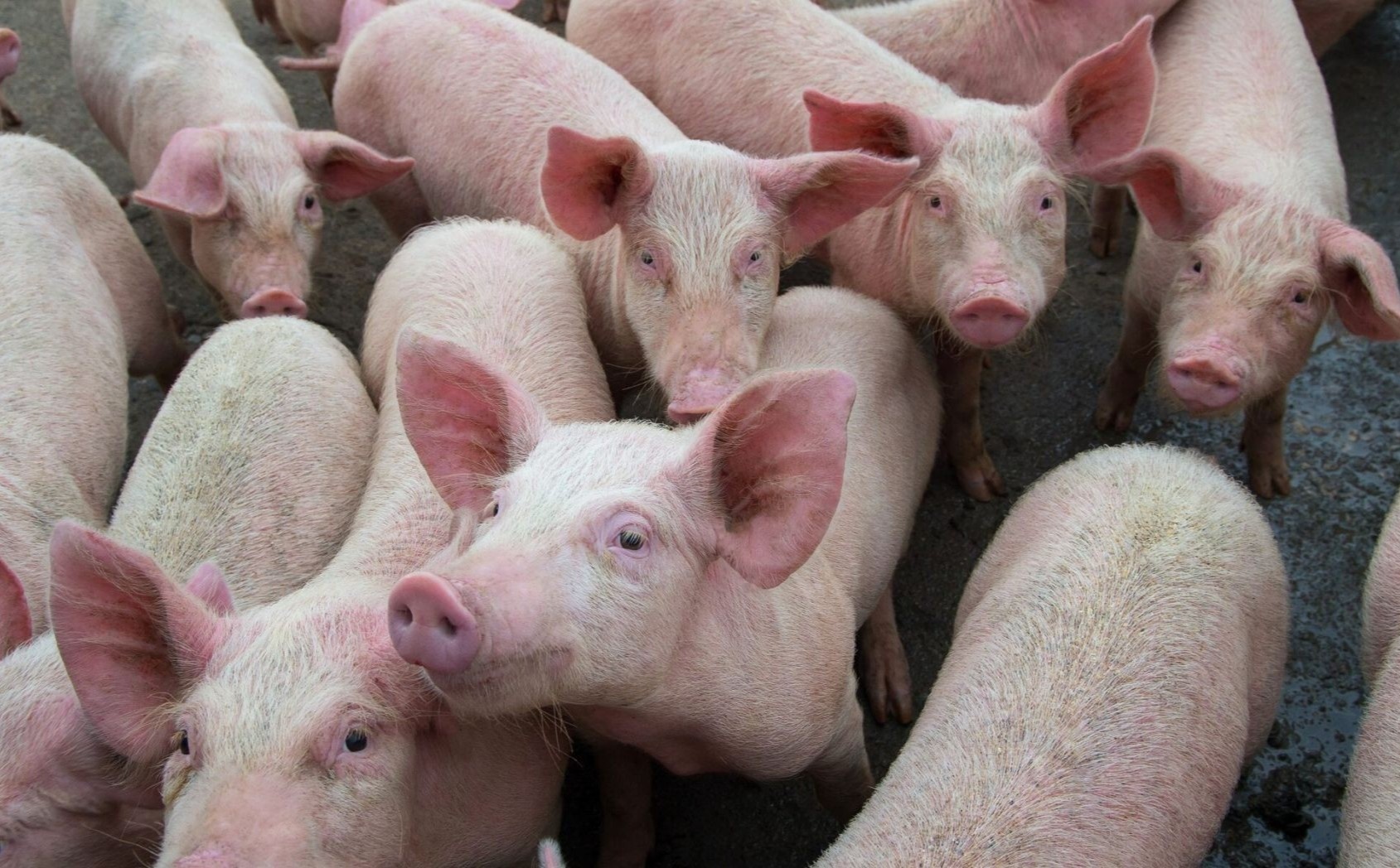 Mot nguoi o Canada bi nhiem cum lon hiem gap hinh anh