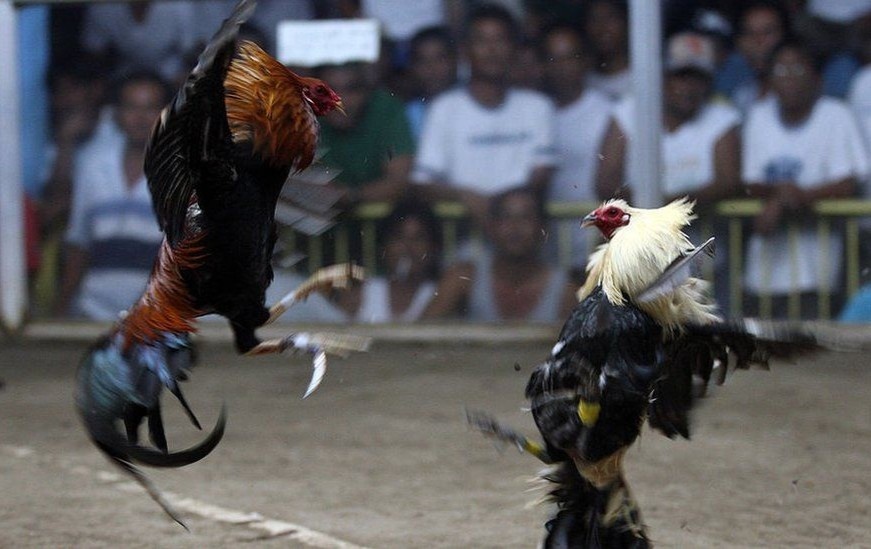 Soi choi ga, song bac can tro Thai Lan ngan lan song Covid-19 thu hai hinh anh