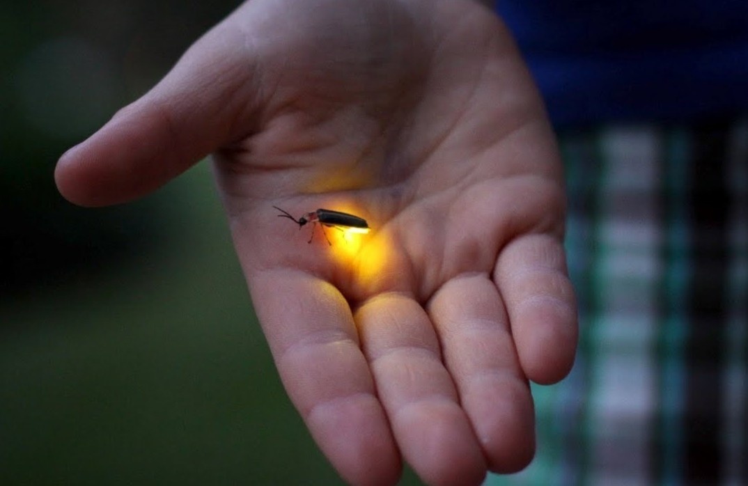 Dom dom phat sang nhu the nao? hinh anh