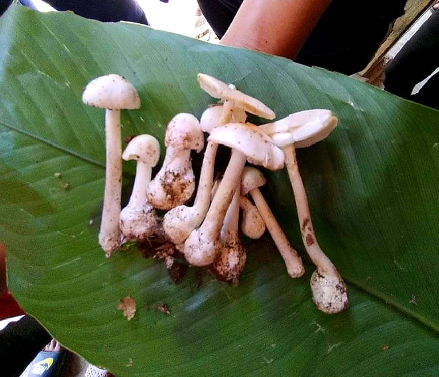 Nhập viện do ngộ độc nấm ảnh 2 Nhap vien do ngo doc nam anh 2