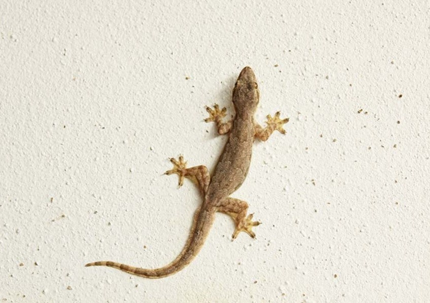 Giai ma kha nang bo tren tuong cua than lan hinh anh