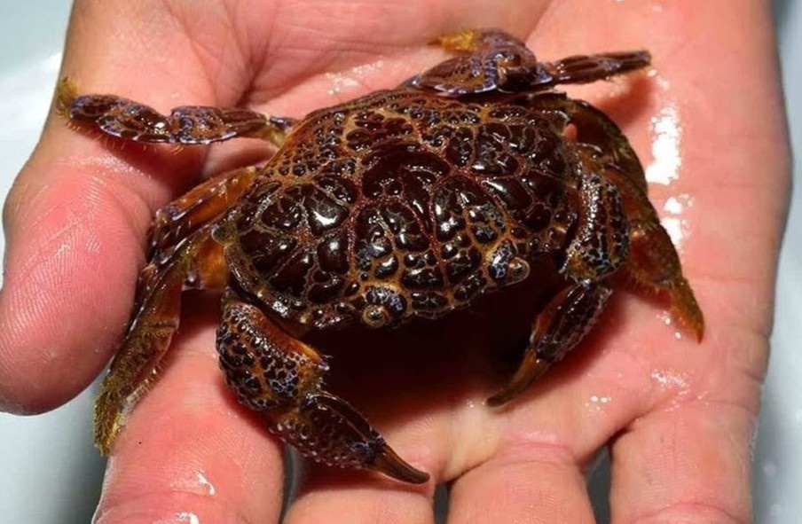 Nguoi dan ong nguy kich sau khi an cua mat quy hinh anh