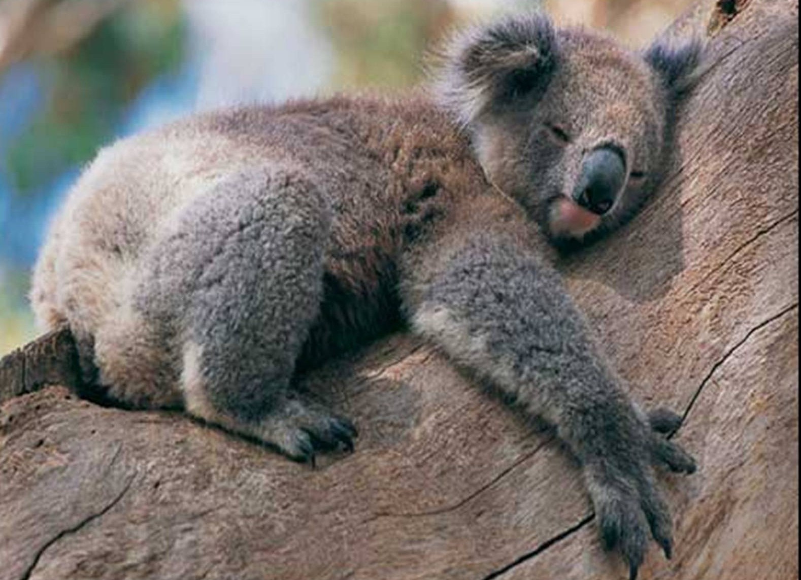 Loai gau thich om cay vao mua he hinh anh