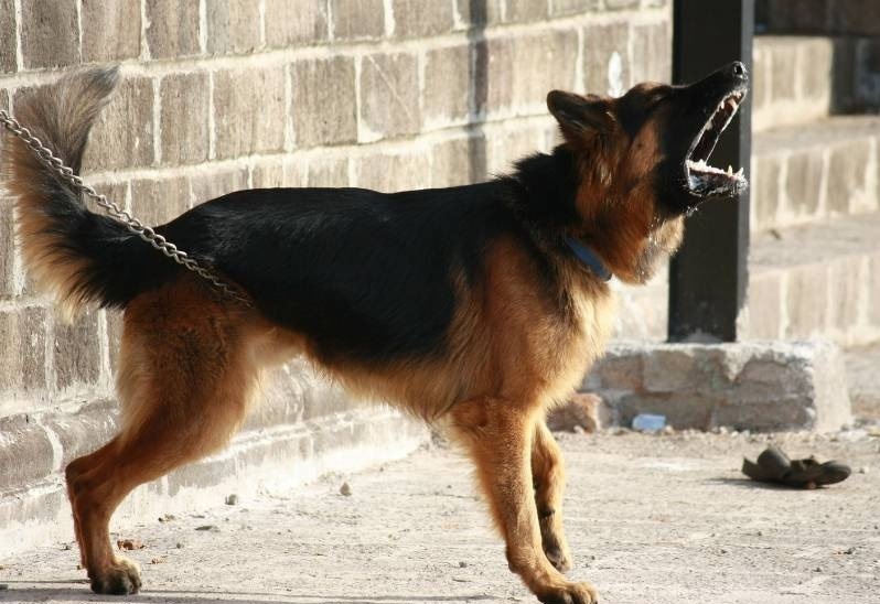 Be trai bi cho can vao vung kin hinh anh