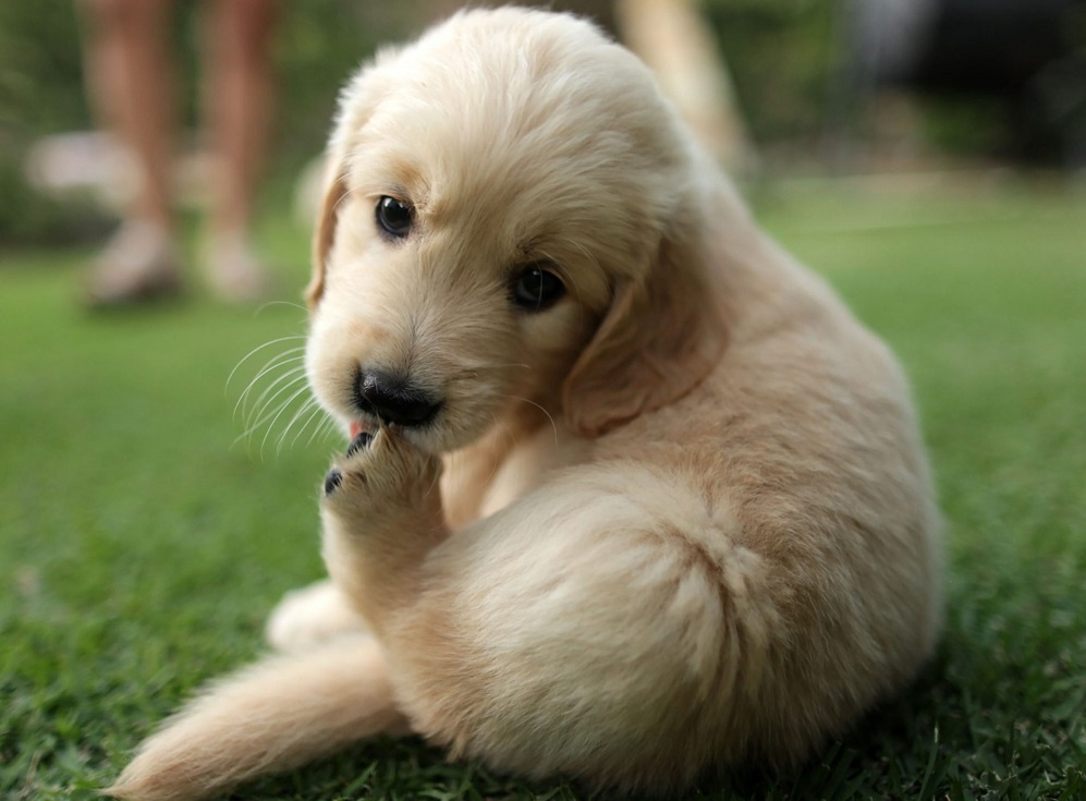 Vi sao cho hay liem vet thuong? hinh anh