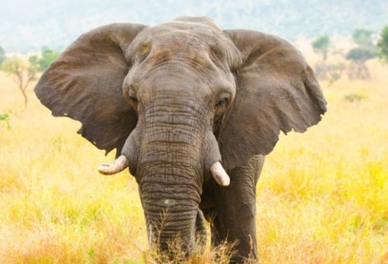 Su that ve doi tai to cua loai voi hinh anh