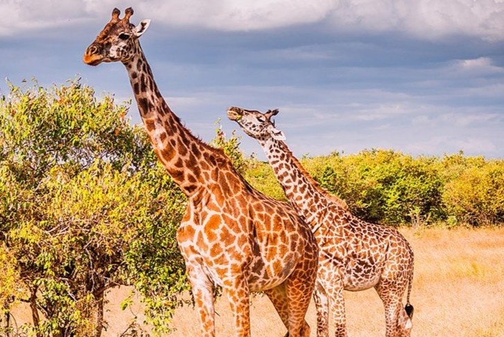 Trai tim cua huou cao co dac biet nhu the nao? hinh anh