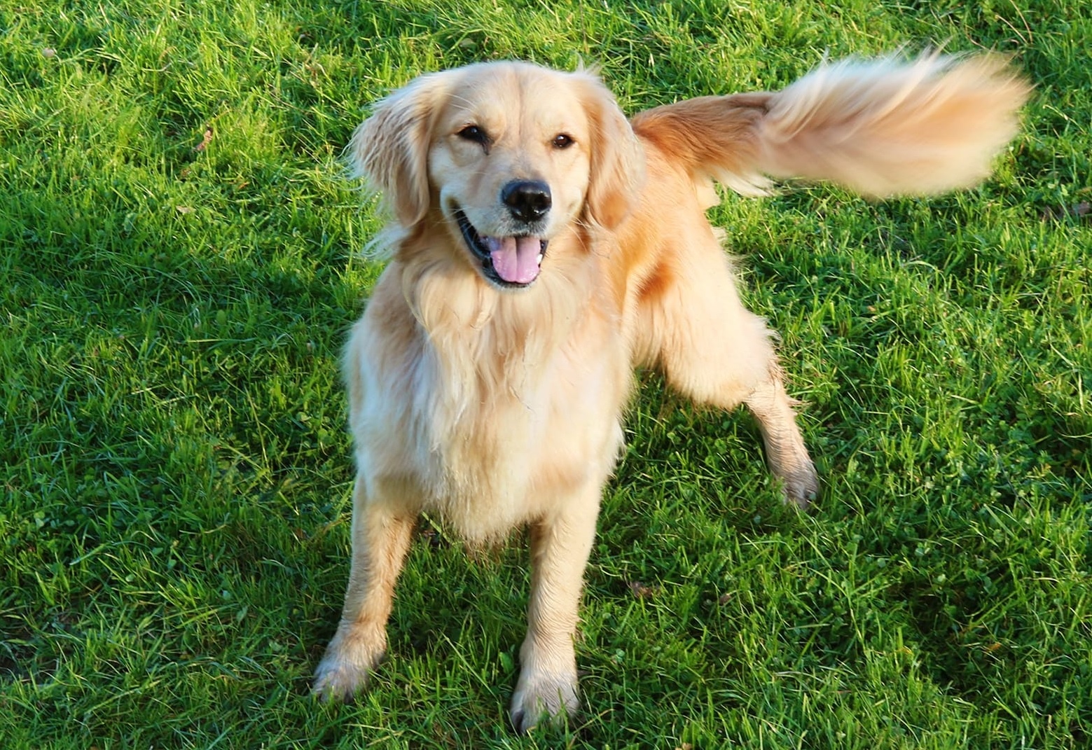 Cho vay duoi the hien dieu gi? hinh anh