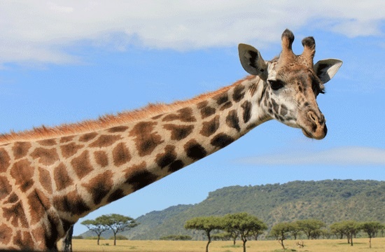 Vu khi chien dau dac biet cua loai huou cao co hinh anh