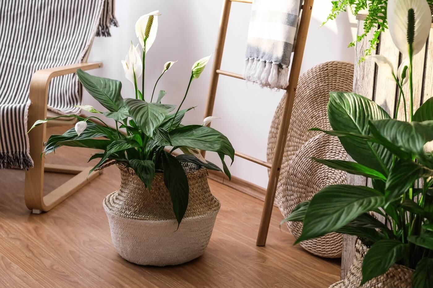 Loại hoa thanh lọc không khí trong nhà ảnh 3 Loai hoa thanh loc khong khi trong nha anh 3