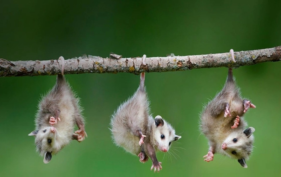 Dong vat su dung duoi de lam gi? hinh anh