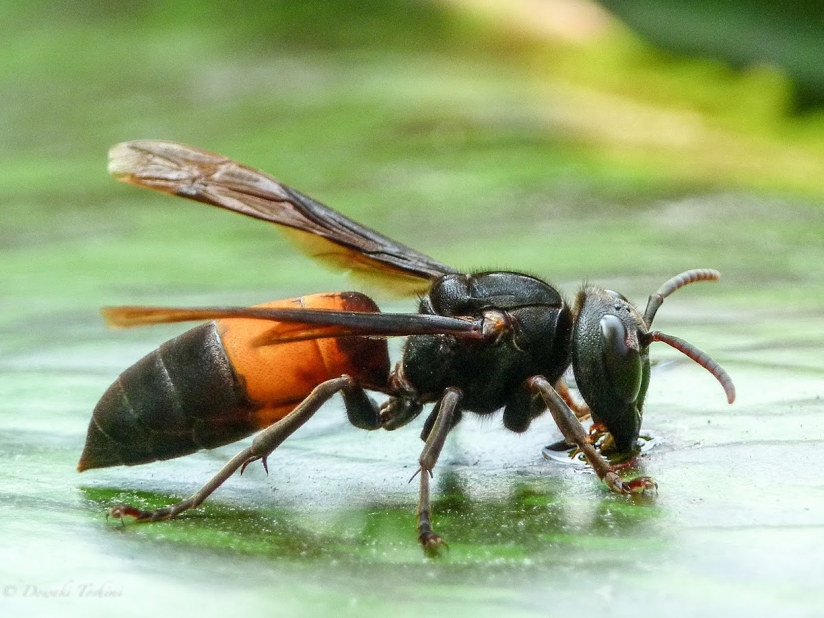 So cuu bi ong dot anh 1