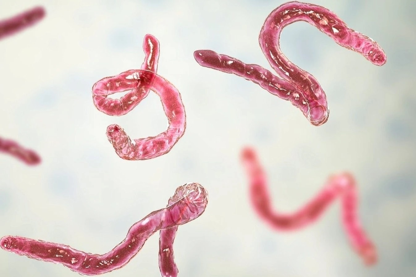 Bao lau nen tay giun mot lan? hinh anh