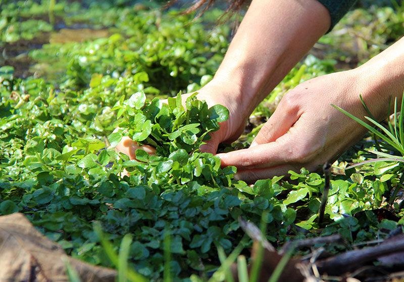 Dau hieu san la gan anh 1
