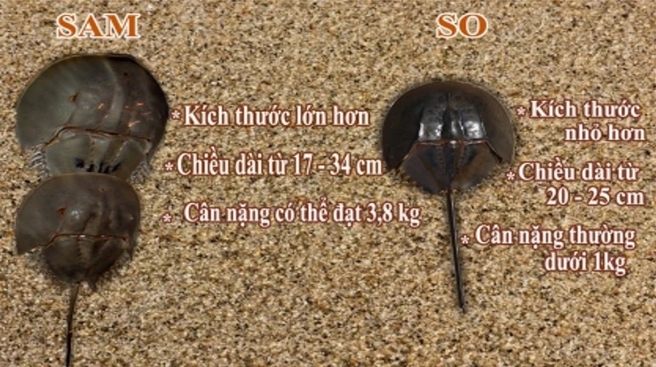 Rui ro di choi bien anh 2