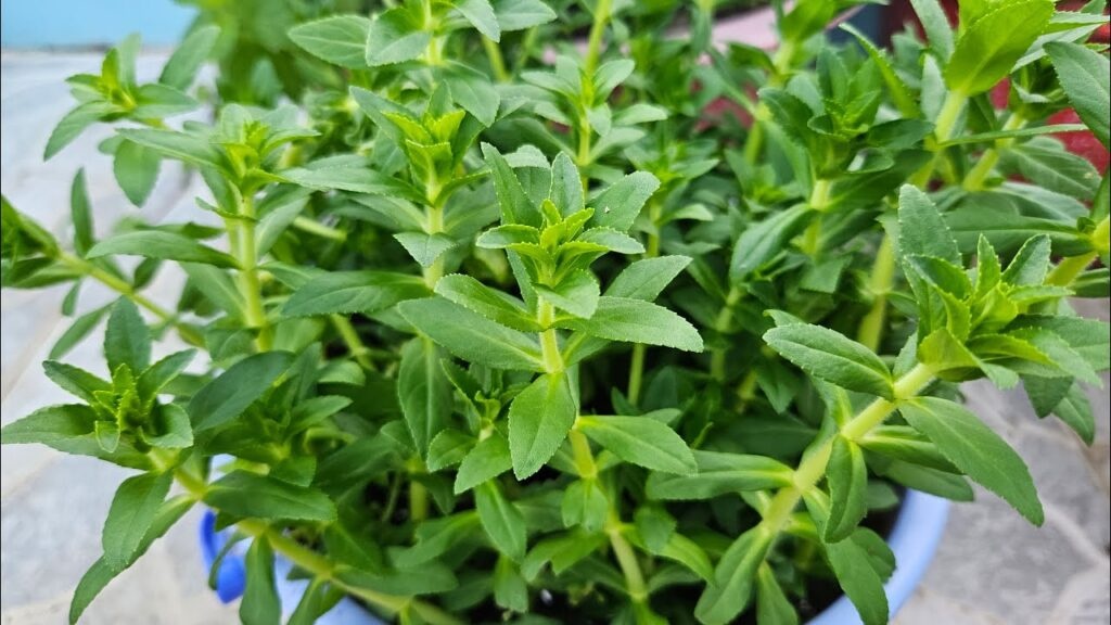 Rau chua ky sinh trung anh 5