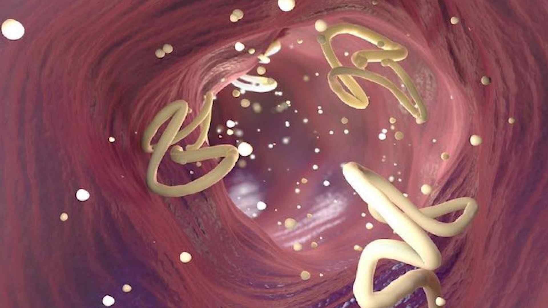 Bao lau nen tay giun mot lan? hinh anh