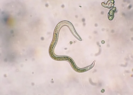 Dau hieu canh bao bi nhiem giun dua cho meo hinh anh