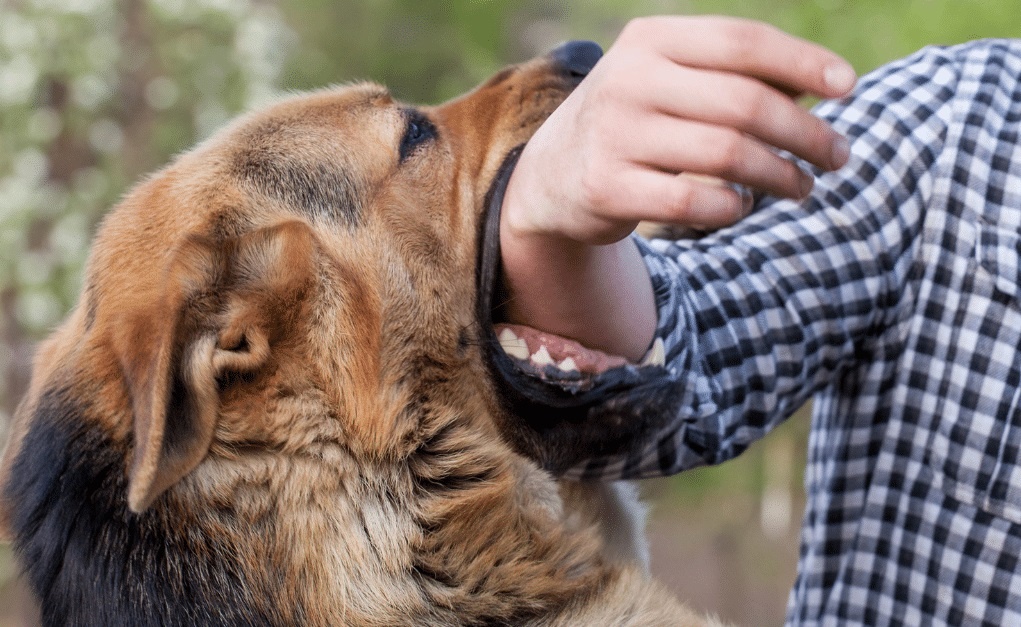 Nhung viec can lam sau khi bi cho can hinh anh