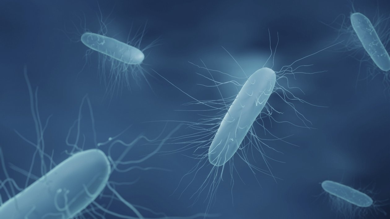 Nhiem khuan Listeria monocytogenes anh 1