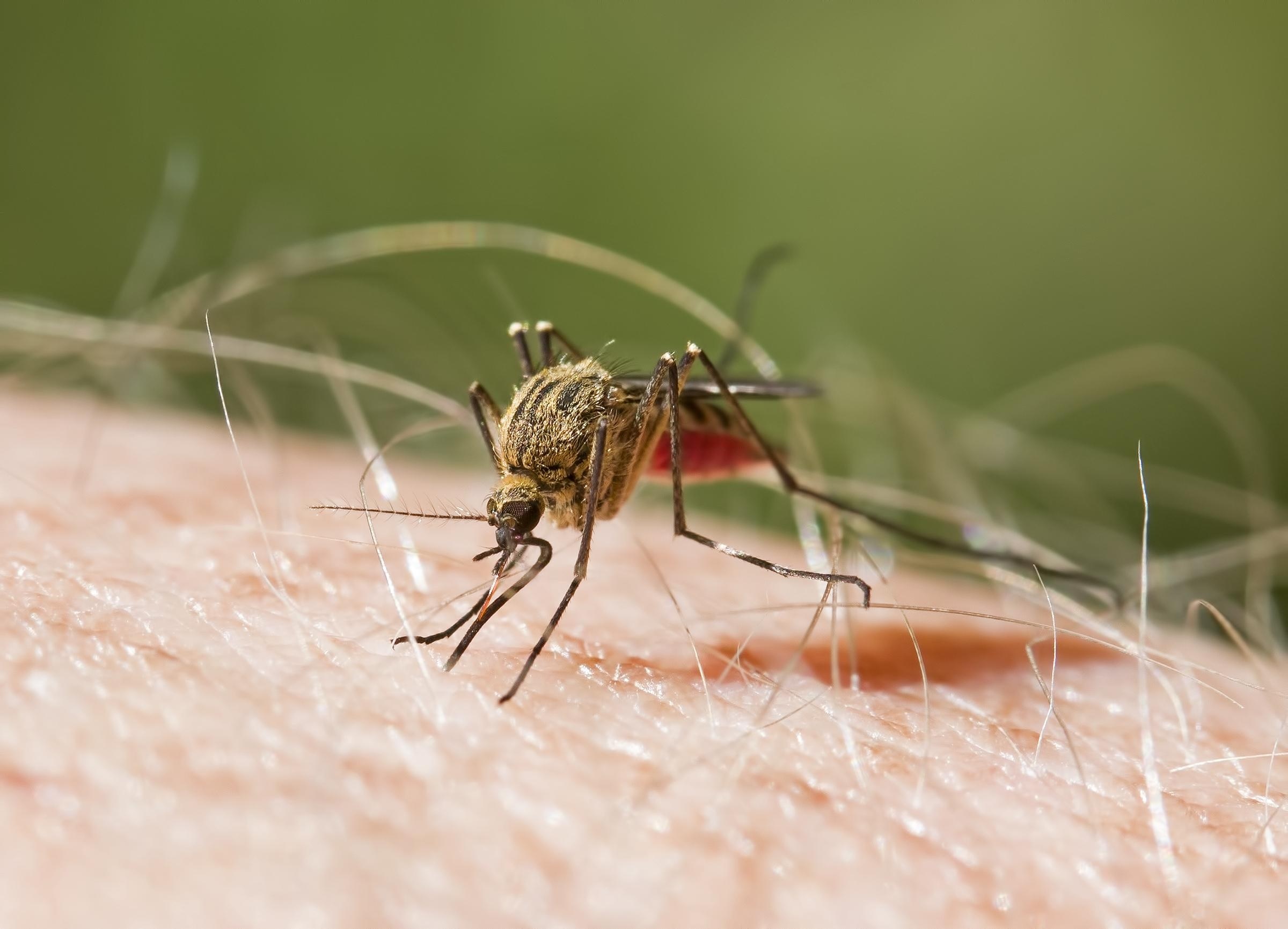 My dinh chi luu hanh vaccine Ixchiq phong virus chikungunya hinh anh