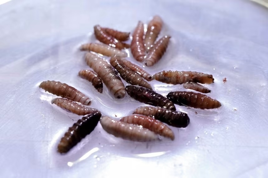 Loai gioi an thit dang gay lo ngai tai My va Mexico hinh anh