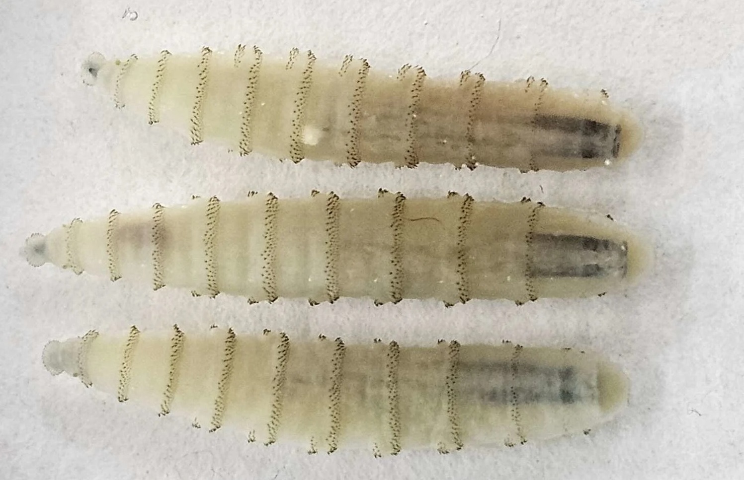 Loai gioi dinh vit Tan the gioi tai xuat hinh anh