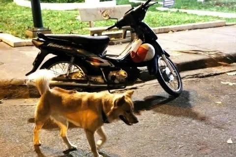 Ba nguoi dan tai Lam Dong bi cho mac benh dai can hinh anh