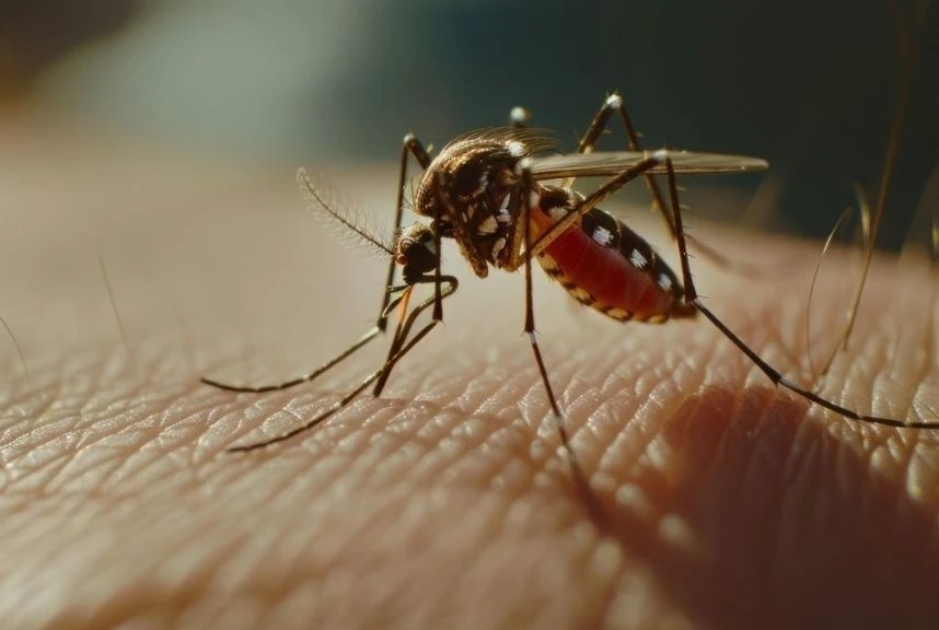 Chikungunya xuat hien tai My anh 1